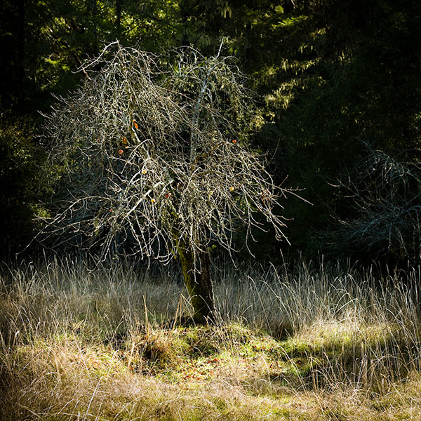 Boonville CA