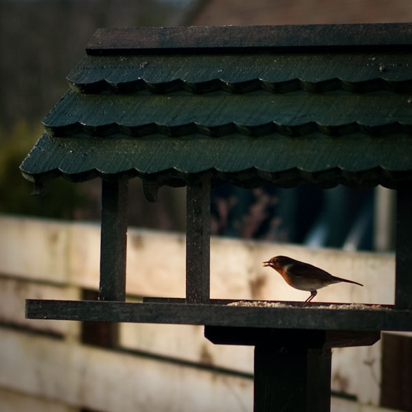 Shadforth-Robin Shadforth-Robin