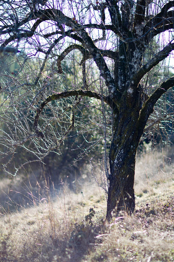 Boonville, California Michael Shanks