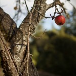 Boonville-12-2011-02