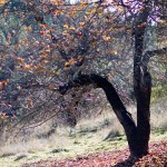 Boonville-12-2011