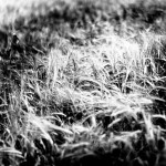 Flodden-1